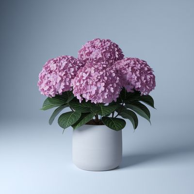 Pink Hydrangea