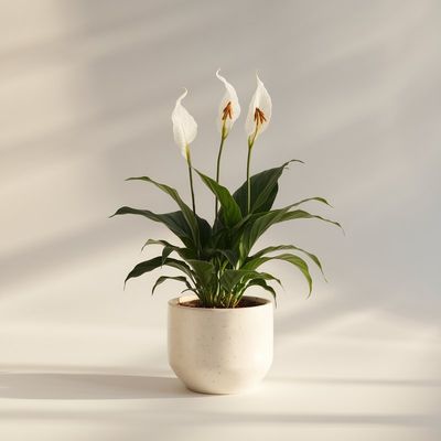 Spathiphyllum Plant
