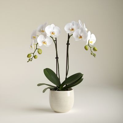 White Phalaenopsis Orchid